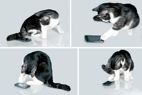 cat-with-cell-phone.jpg