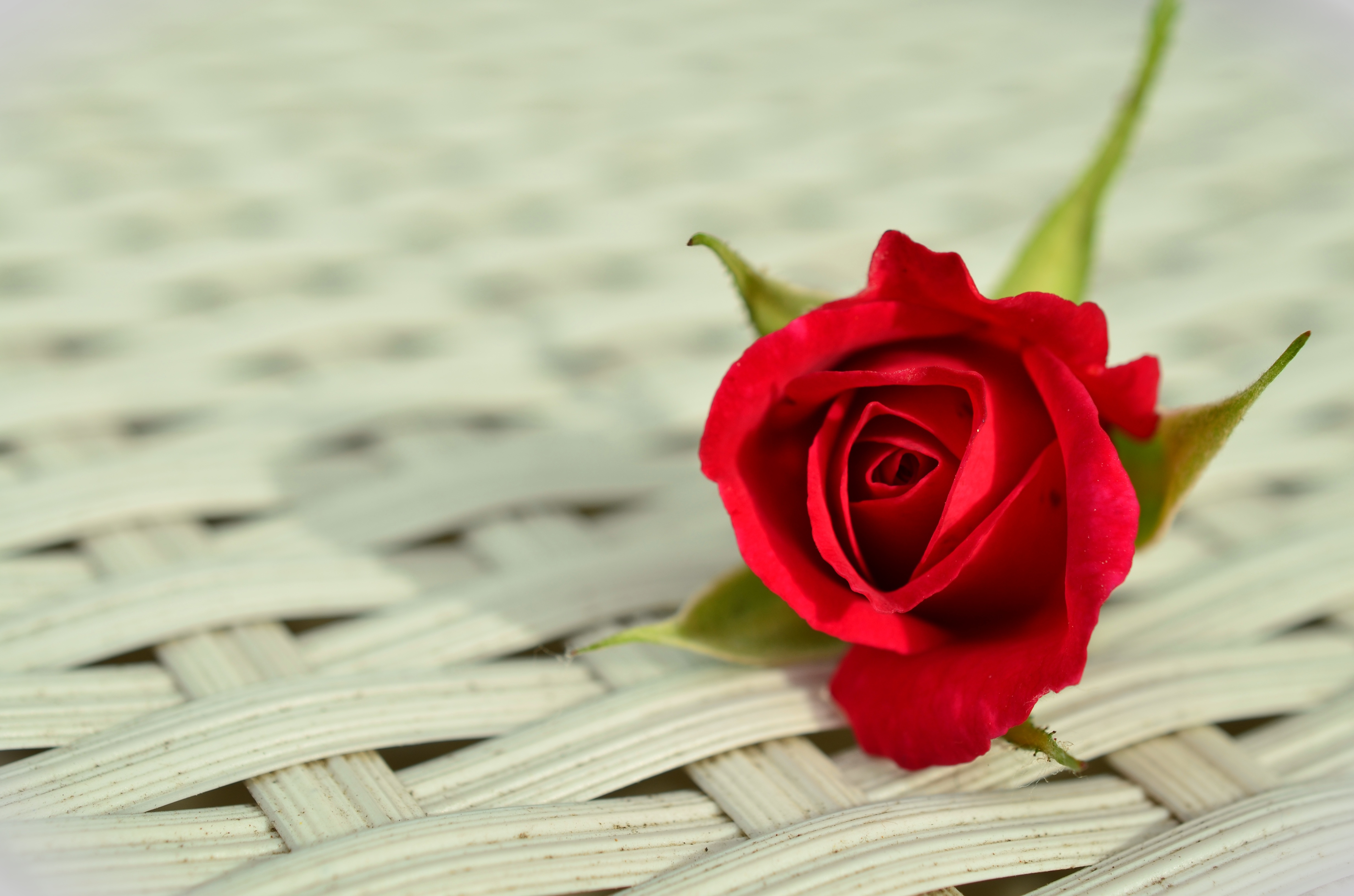 rose-red-rose-romantic-rose-bloom1.jpg